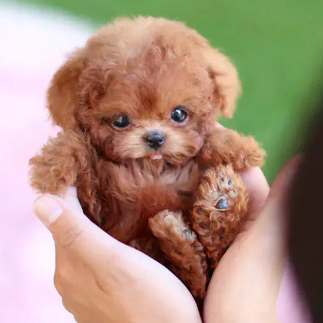 đ¶đNicco - My Realistic Robot Puppy